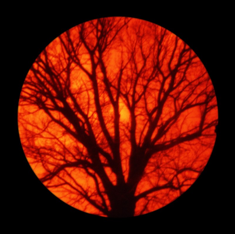 пинхол, Любитель, Redscale - ломографическая пленка